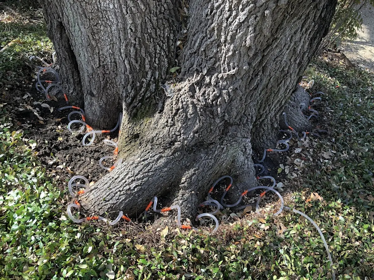 Detailed Tree Cabling and Bracing job site in Cape Coral