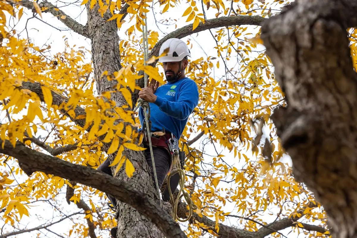 Skilled Tree Planing crew working in Cape Coral