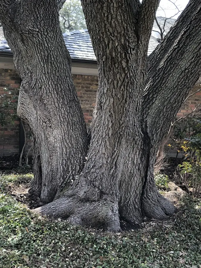 Mature heritage tree close to a Cape Coral property cared for by certified arborists